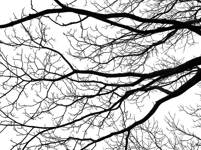 tree-1438260_640